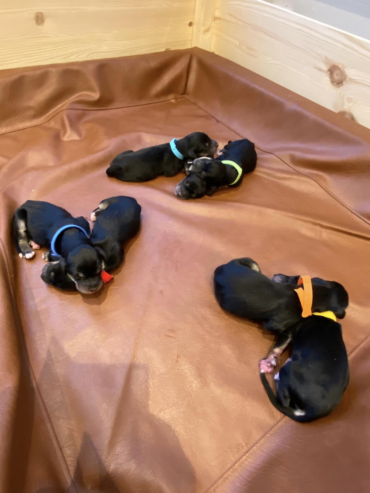 All 7 pups